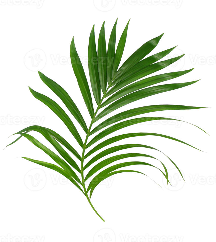 groen blad van palmboom geïsoleerd op transparante achtergrond png-bestand png