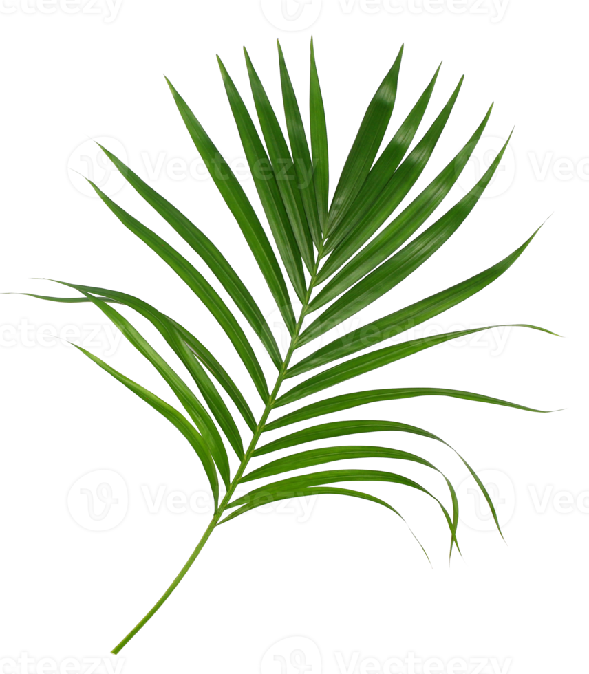 Green leaf of palm tree isolated on transparent background png file