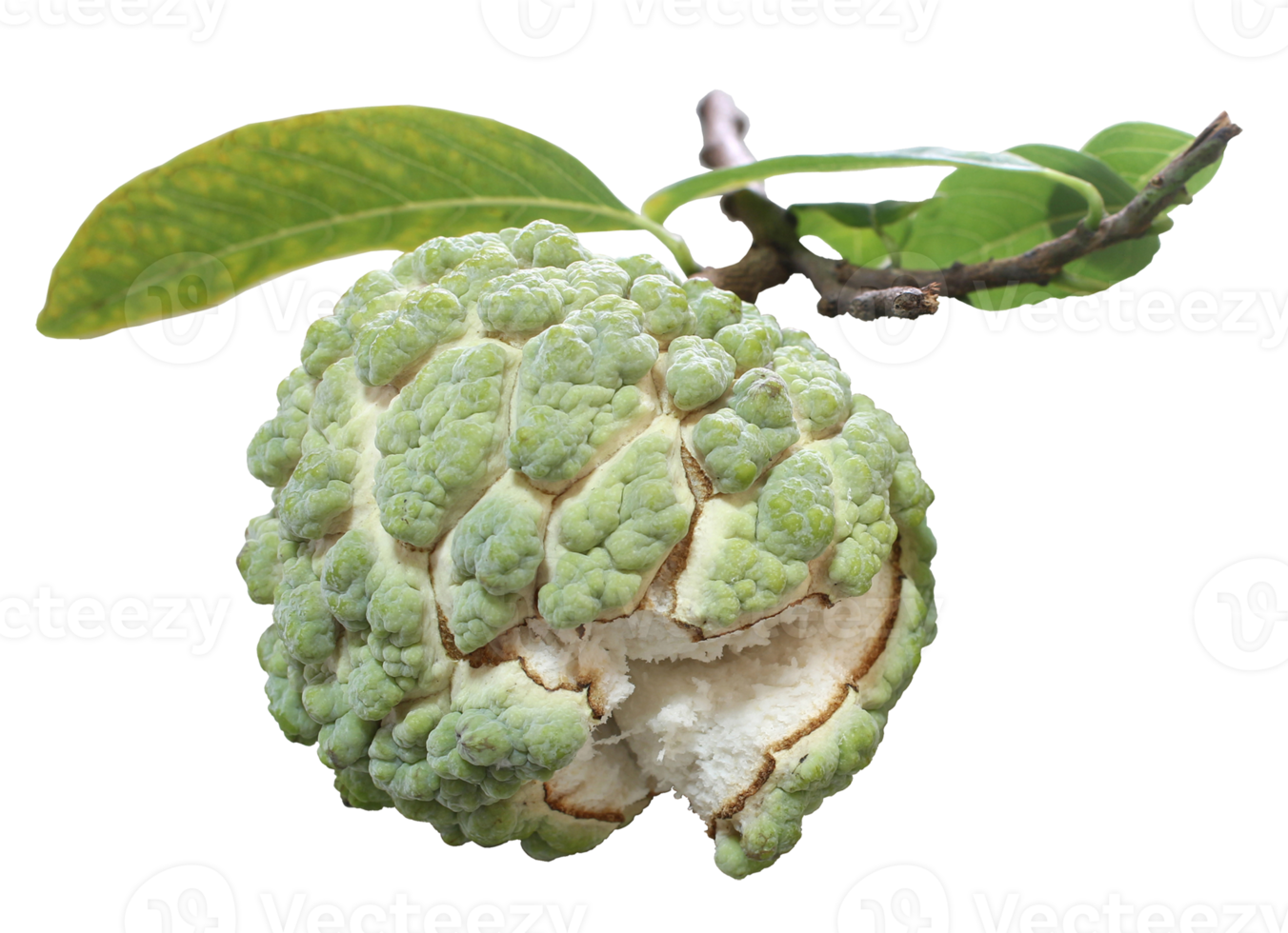 Fresh custard apple with leaf isolated on transparent background png file