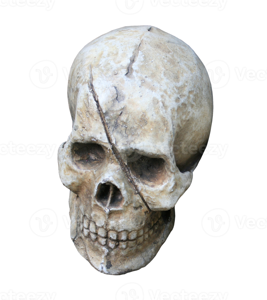 human skull isolated on transparent background png file