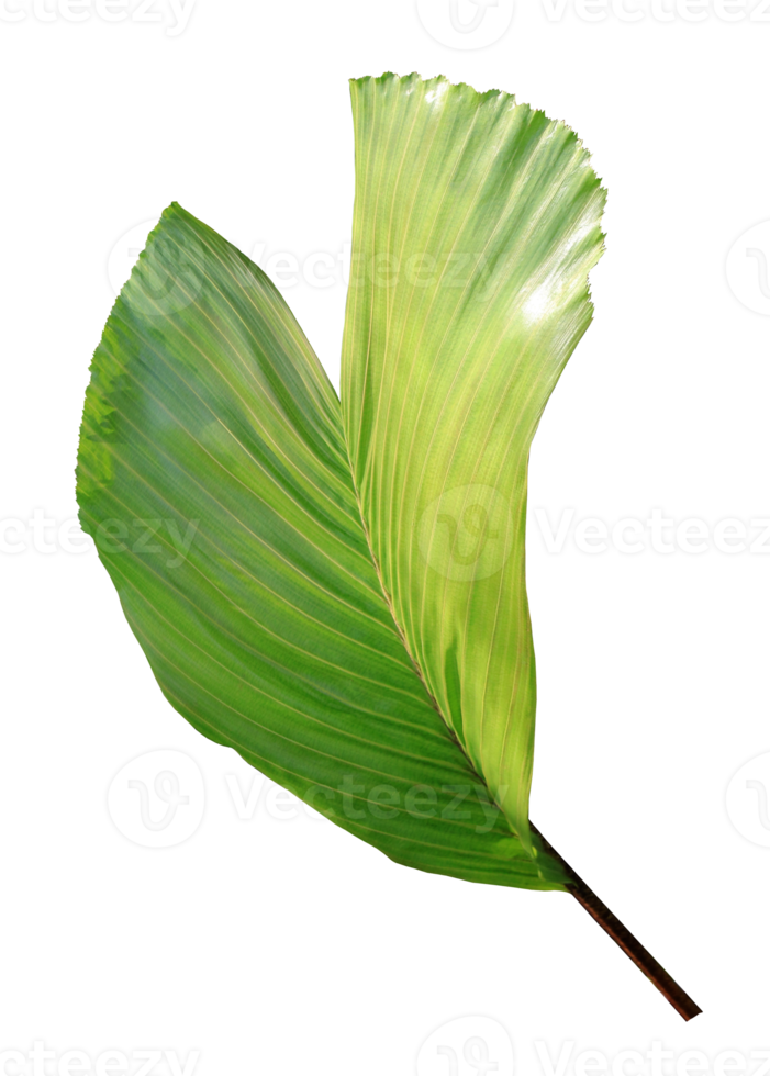 palm tree leaf on transparent background png file