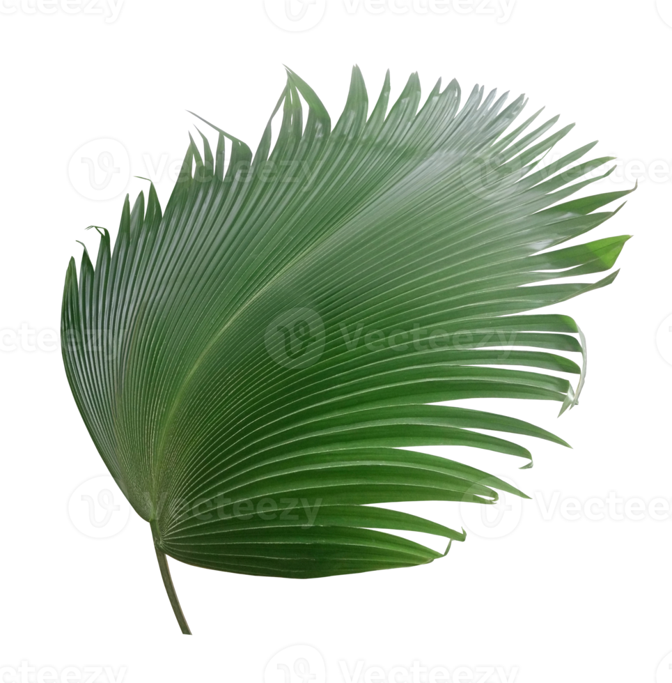 palm tree leaf on transparent background png file