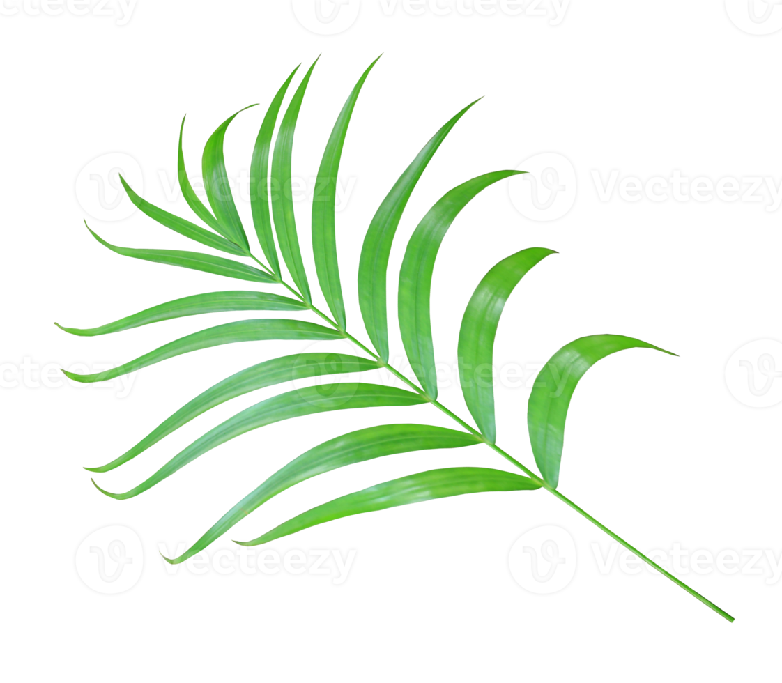 green palm leaf isolated on transparent background png file