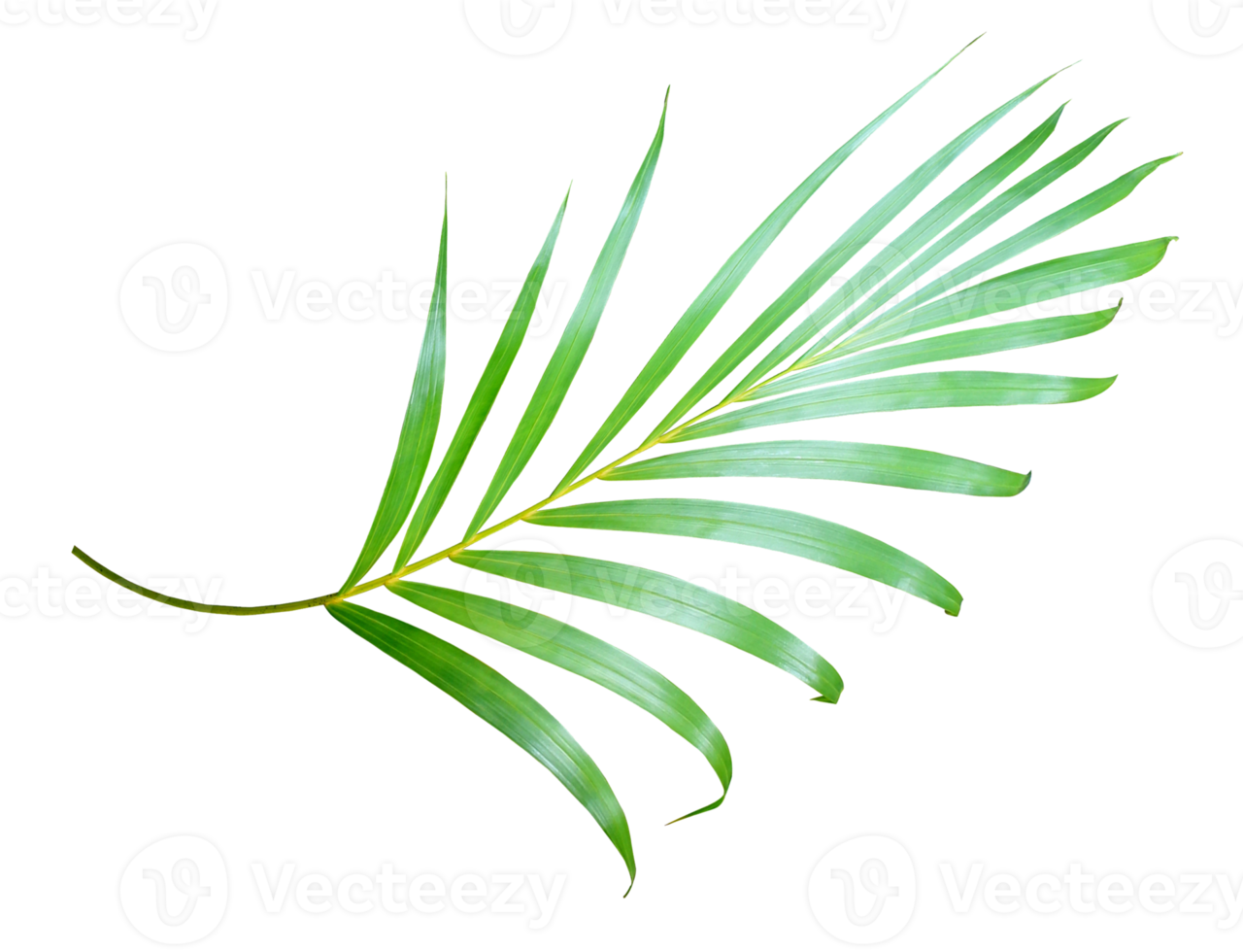 palm tree leaf on transparent background png file