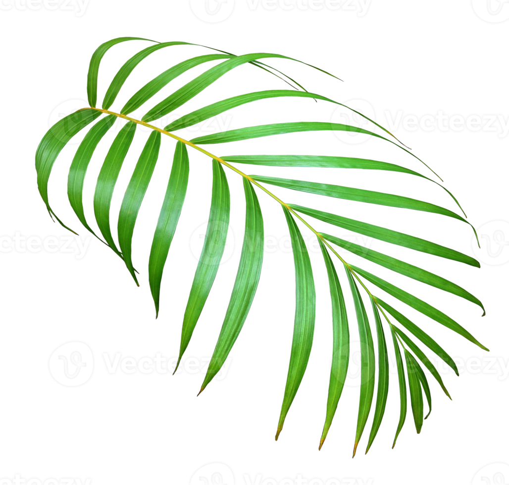 palm tree leaf on transparent background png file