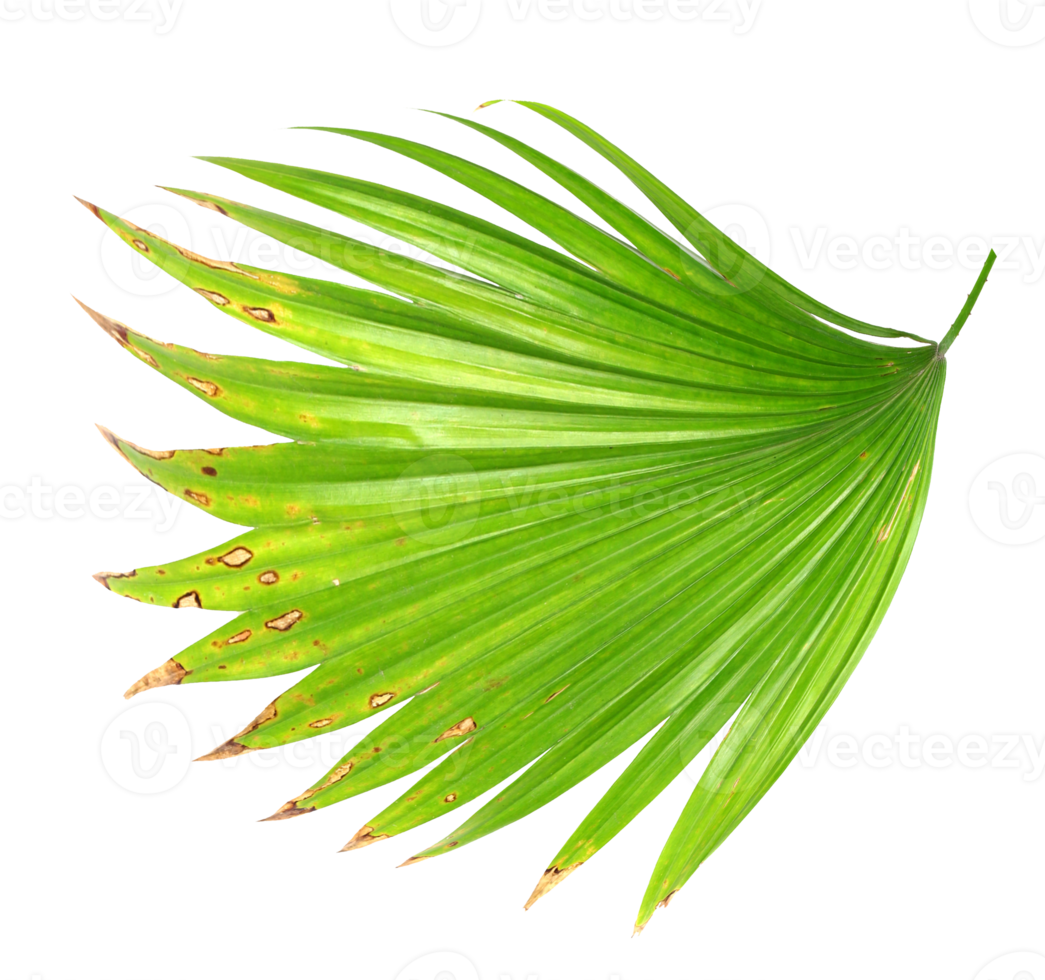 palm tree leaf on transparent background png file