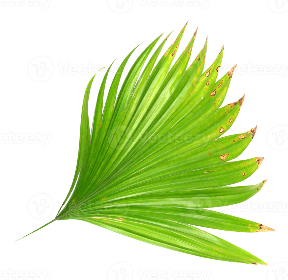 palm tree leaf on transparent background png file