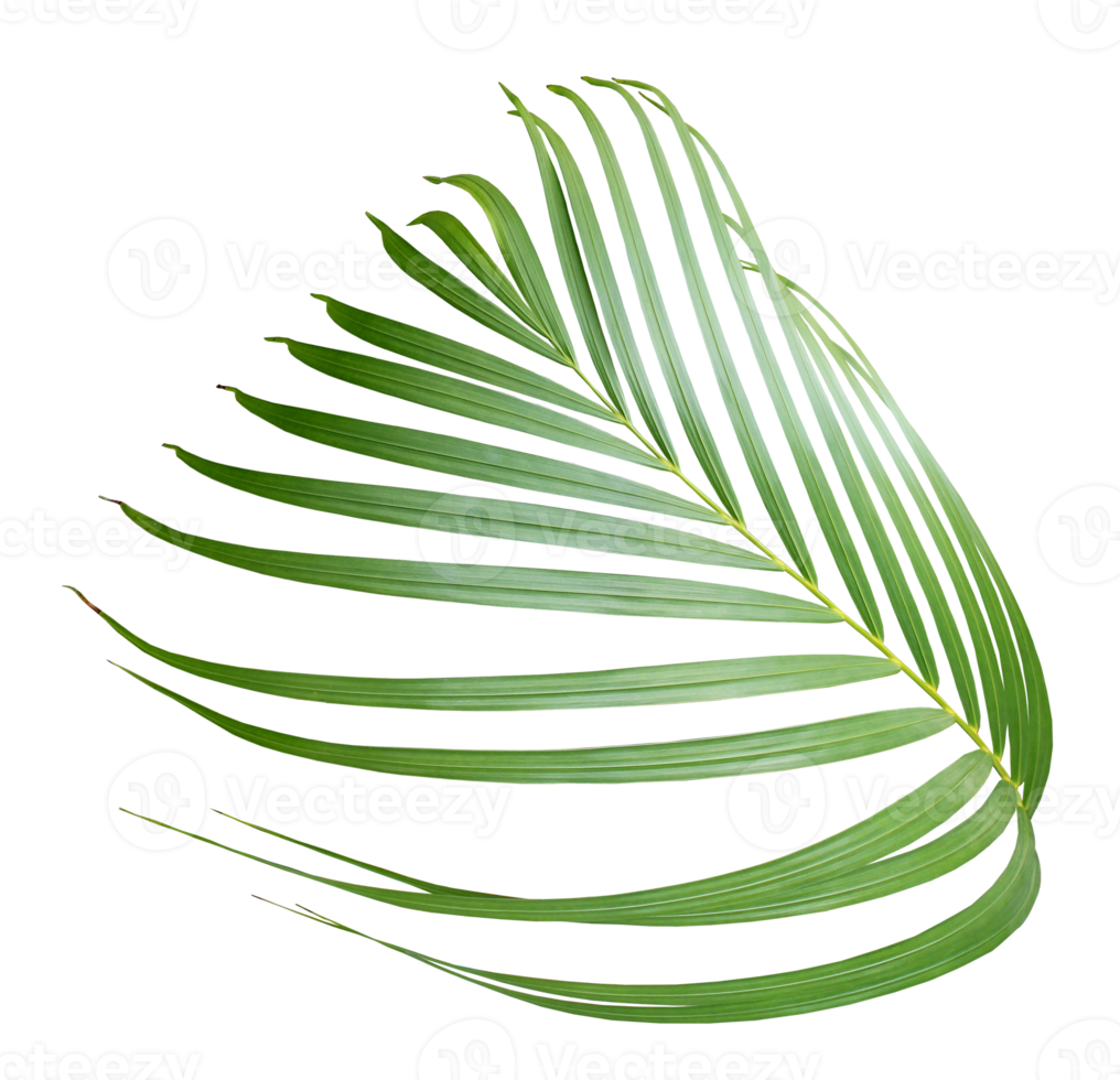 palm tree leaf on transparent background png file