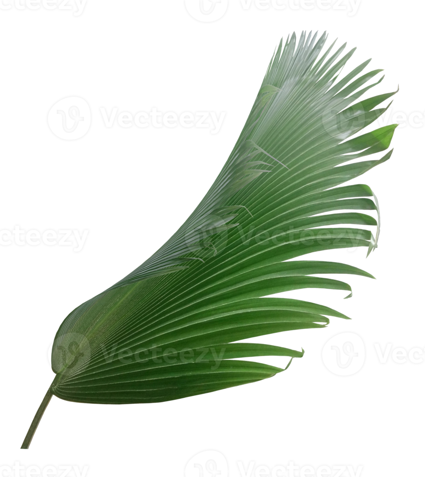 palmboomblad op transparante achtergrond png-bestand png