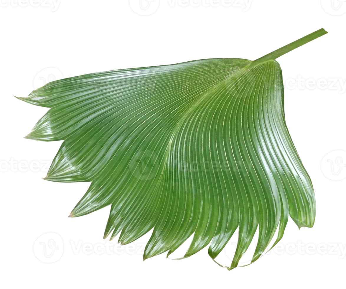 palm tree leaf on transparent background png file