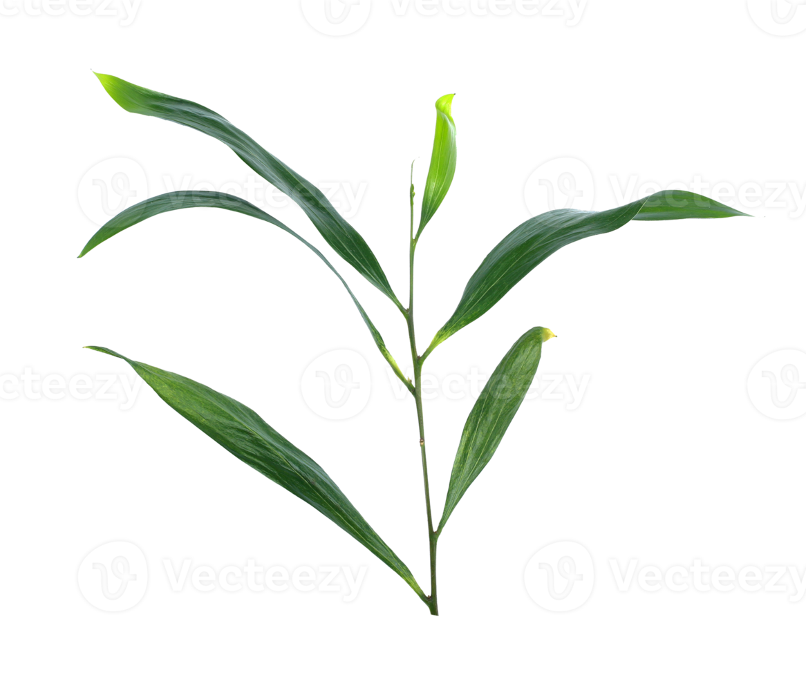 tige feuille verte isolée sur fond transparent fichier png