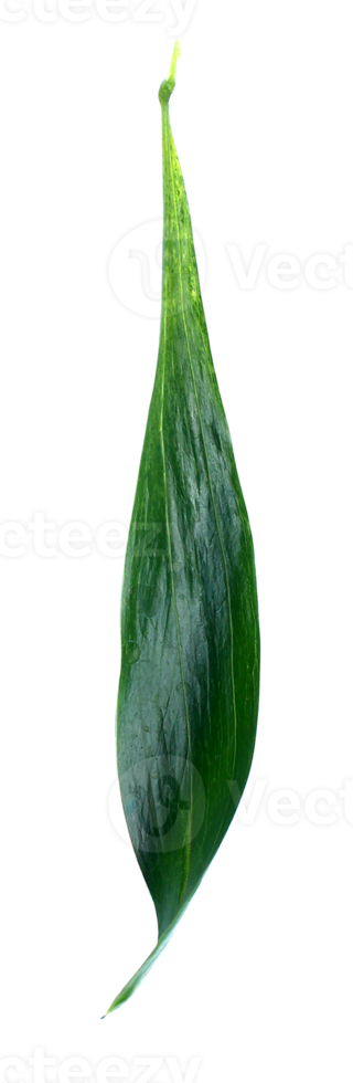 green leaf isolated on transparent background png file