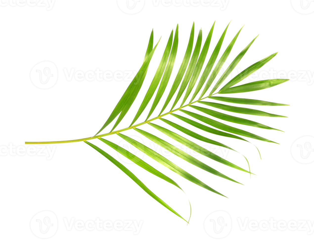 tropical nature green palm leaf isolated on transparent pattern background png file