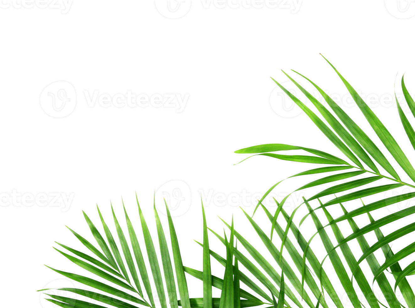 tropical nature green palm leaf isolated on transparent pattern background png file