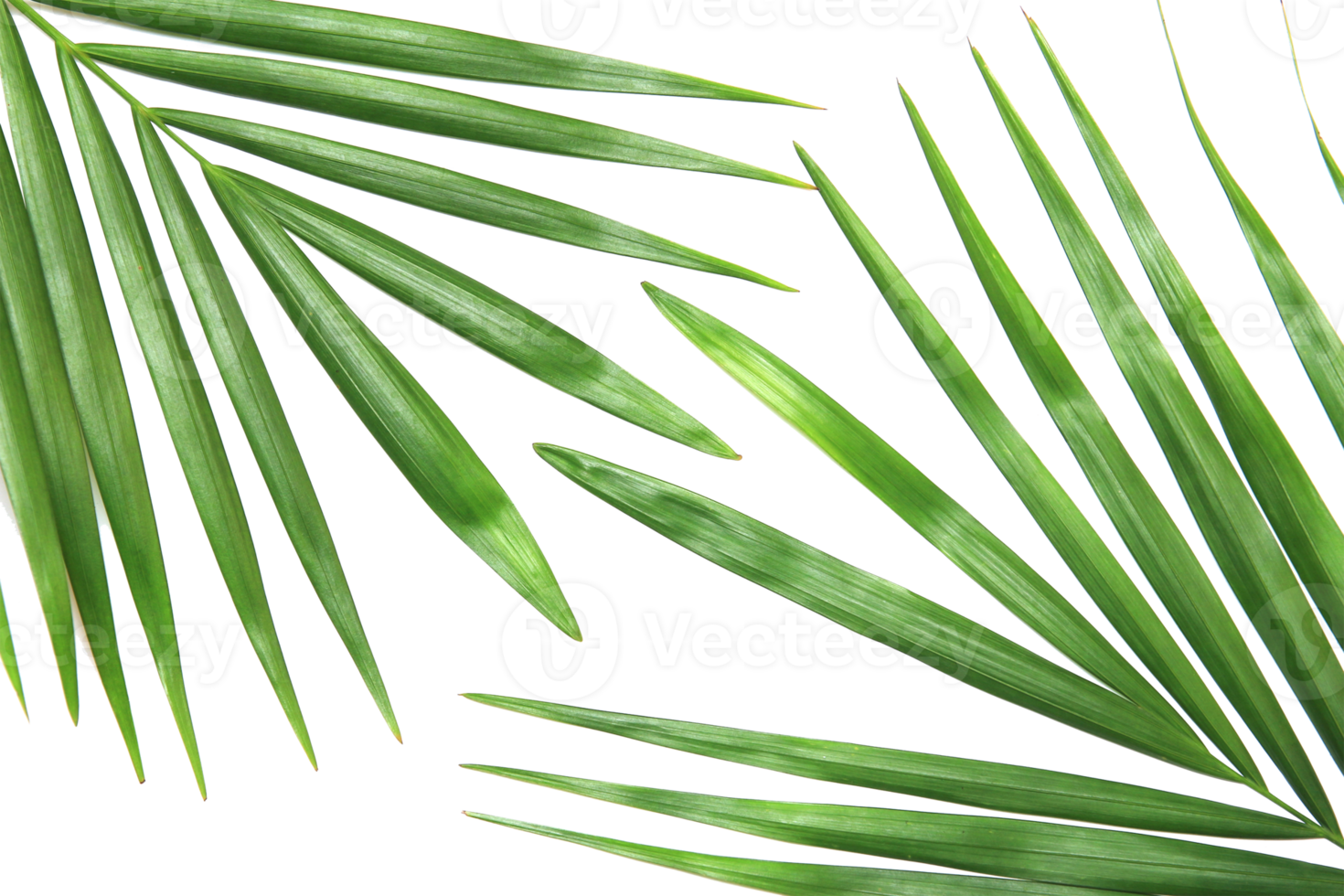 tropisches naturgrünes palmblatt lokalisiert auf transparentem musterhintergrund png