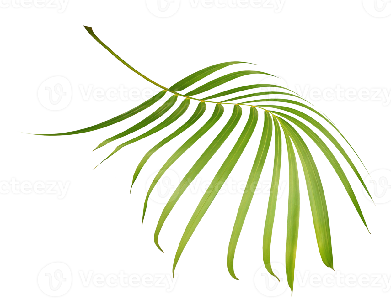 green leaf of palm tree isolated on transparent background png file