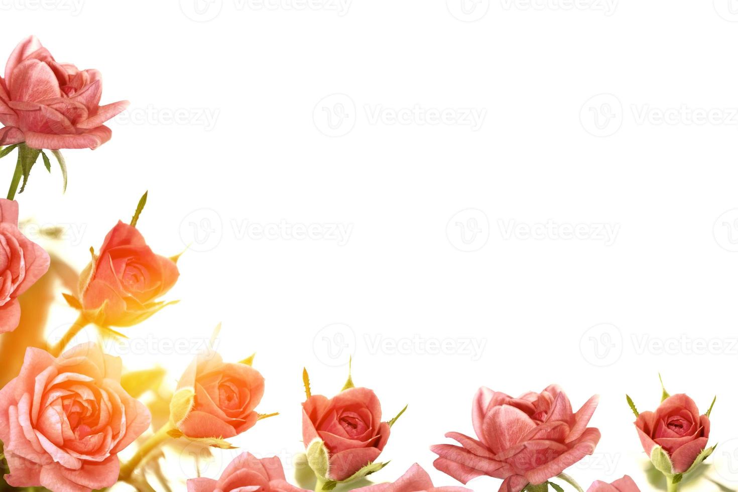 Five red roses on a white background. floral background photo