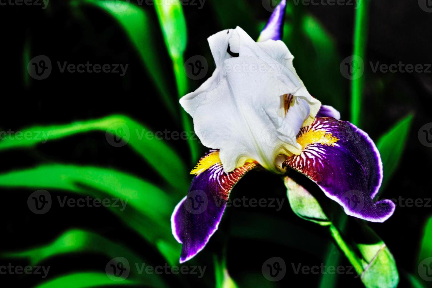 Bright colorful iris flowers photo