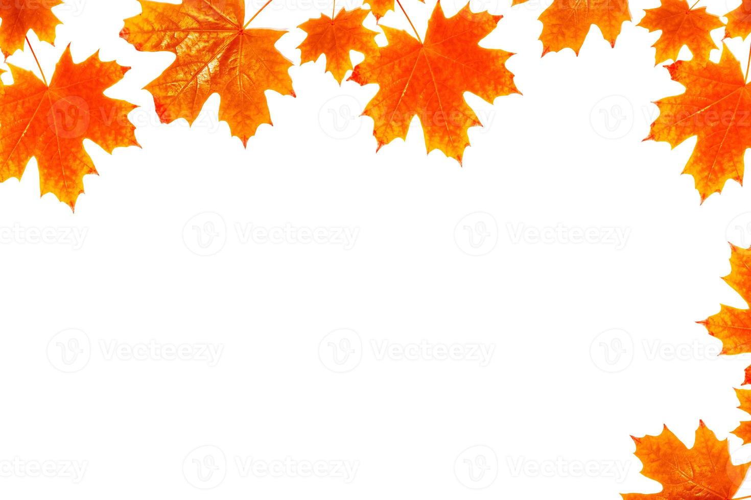 Bright colorful autumn leaves photo