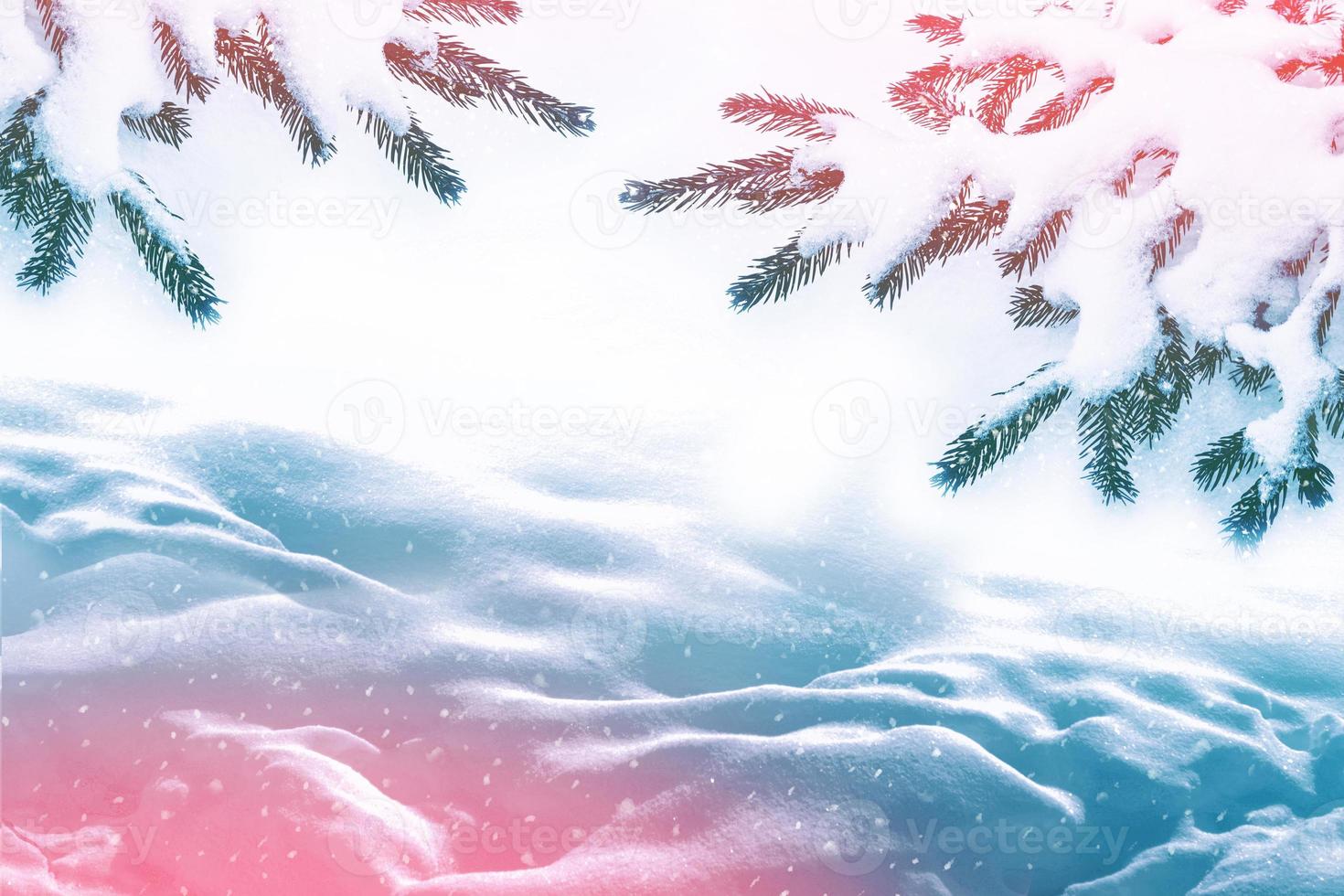 Frozen winter forest with snow covered trees. photo