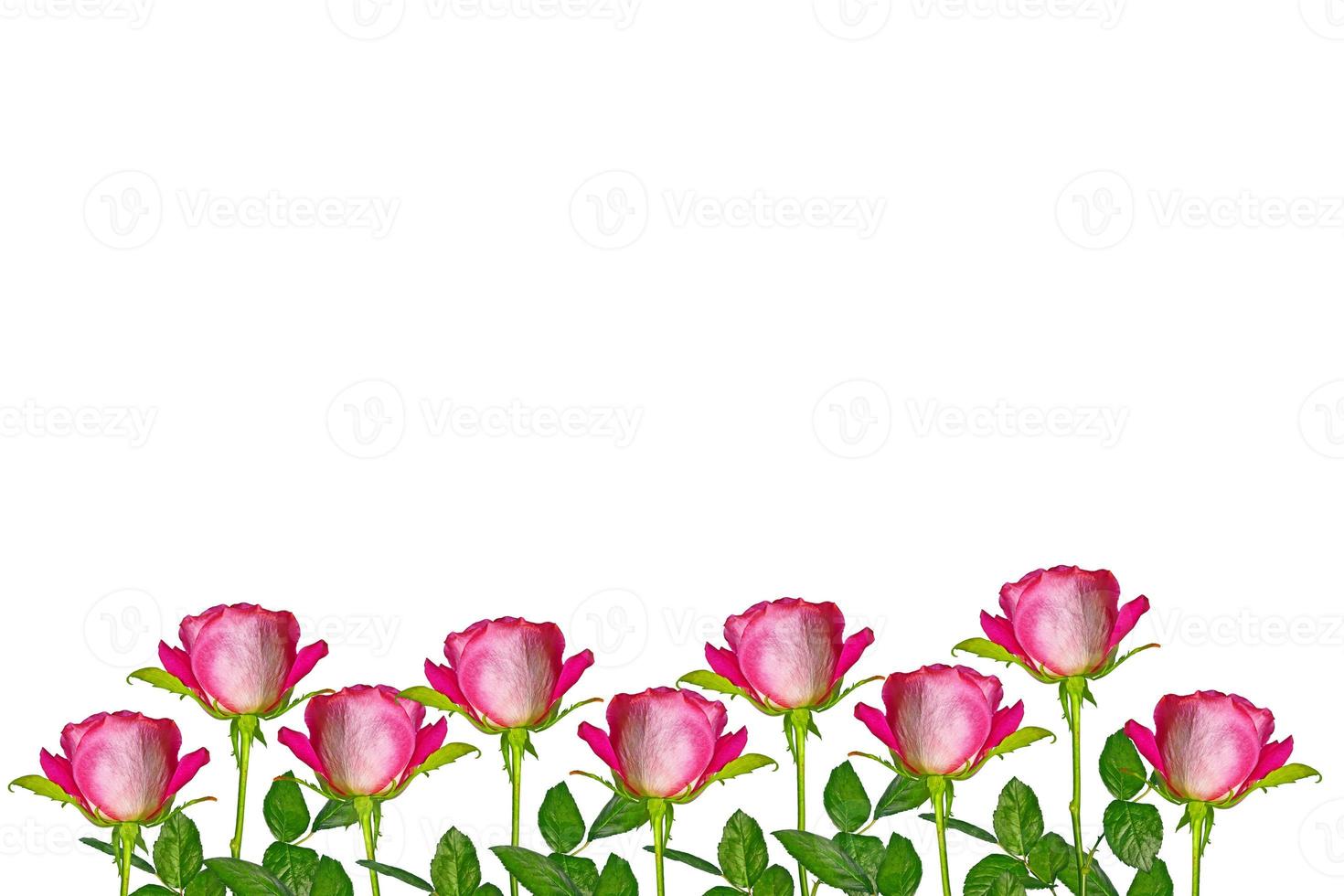 Flower bud roses on a white background photo