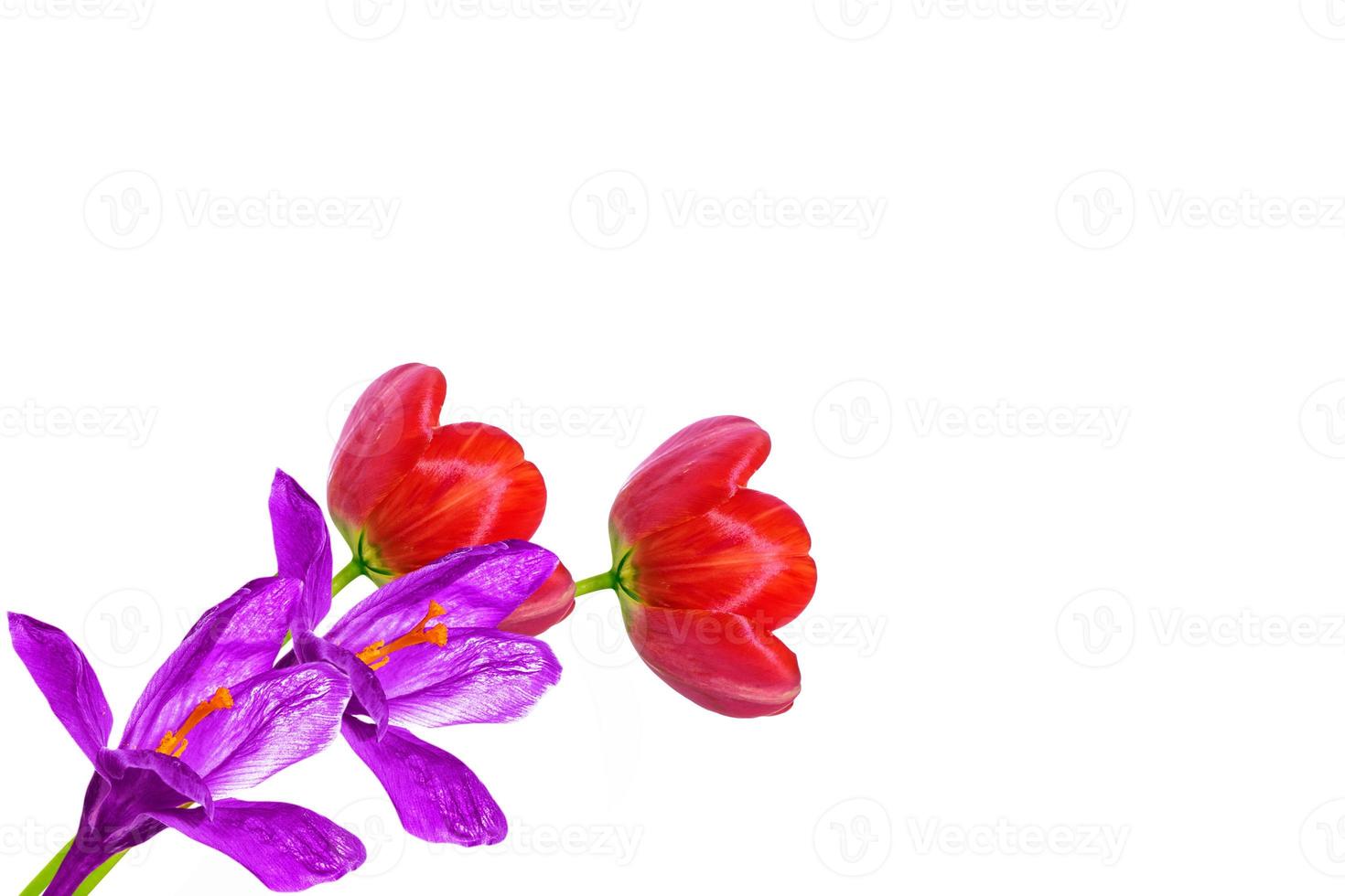 spring flowers tulips photo