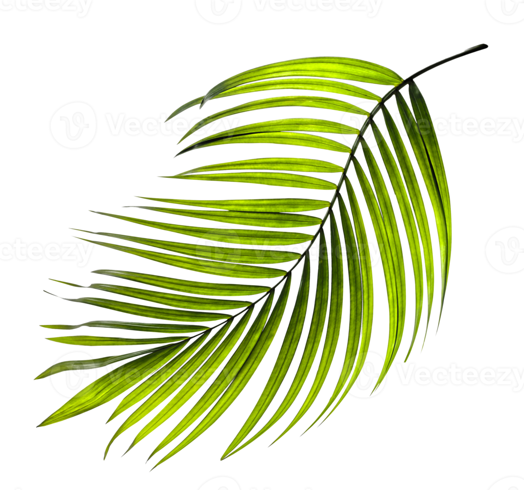 Green leaves of palm tree on transparent background png file