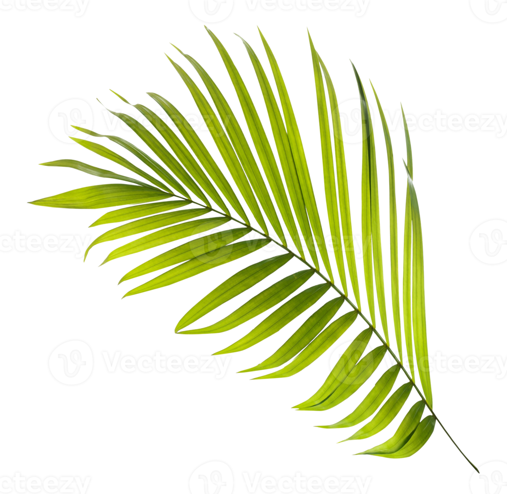 Green leaf of palm tree on transparent background png file