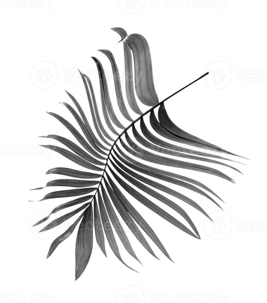 black leaves of palm tree on transparent background png file
