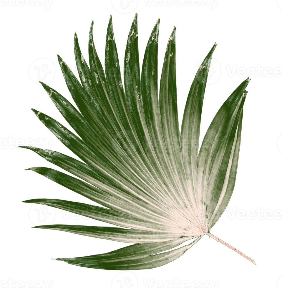 Green leaf of palm tree isolated on transparent background png file