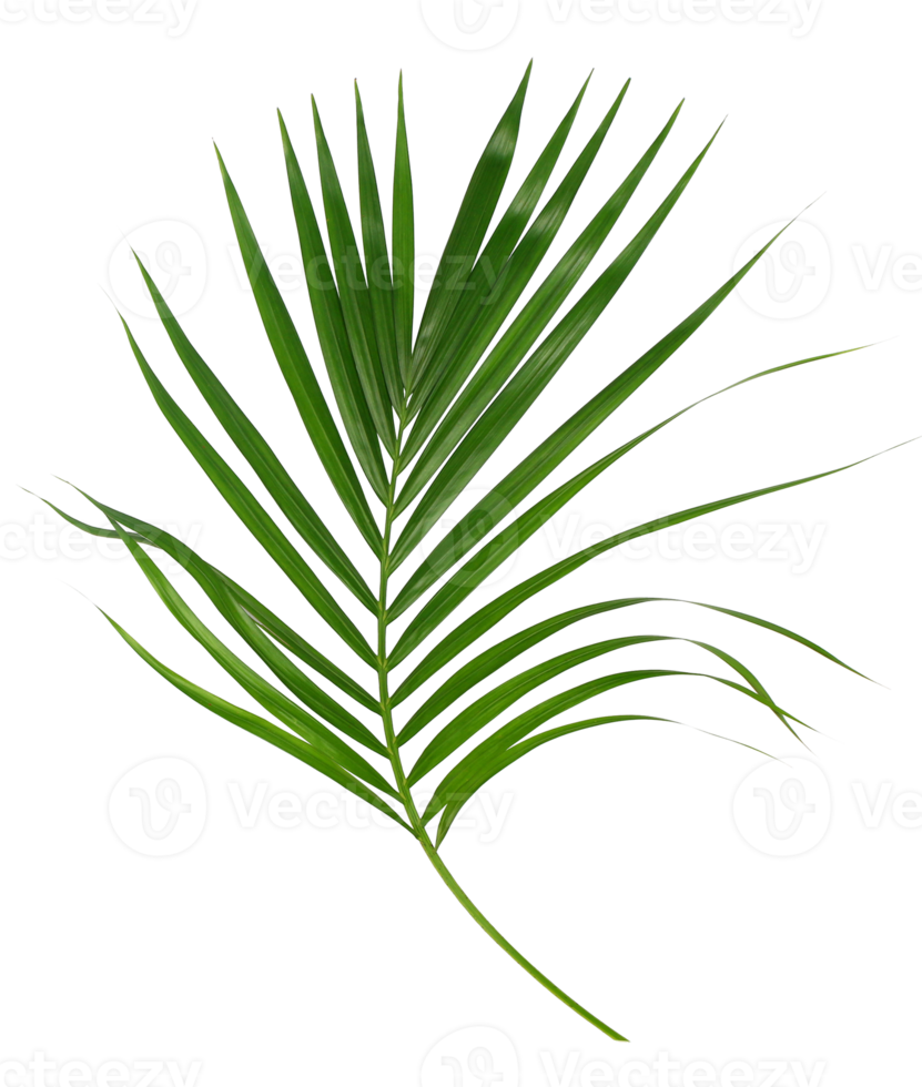 Green leaf of palm tree isolated on transparent background png file