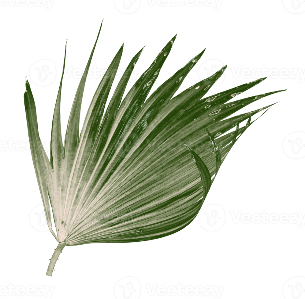 Green leaf of palm tree isolated on transparent background png file