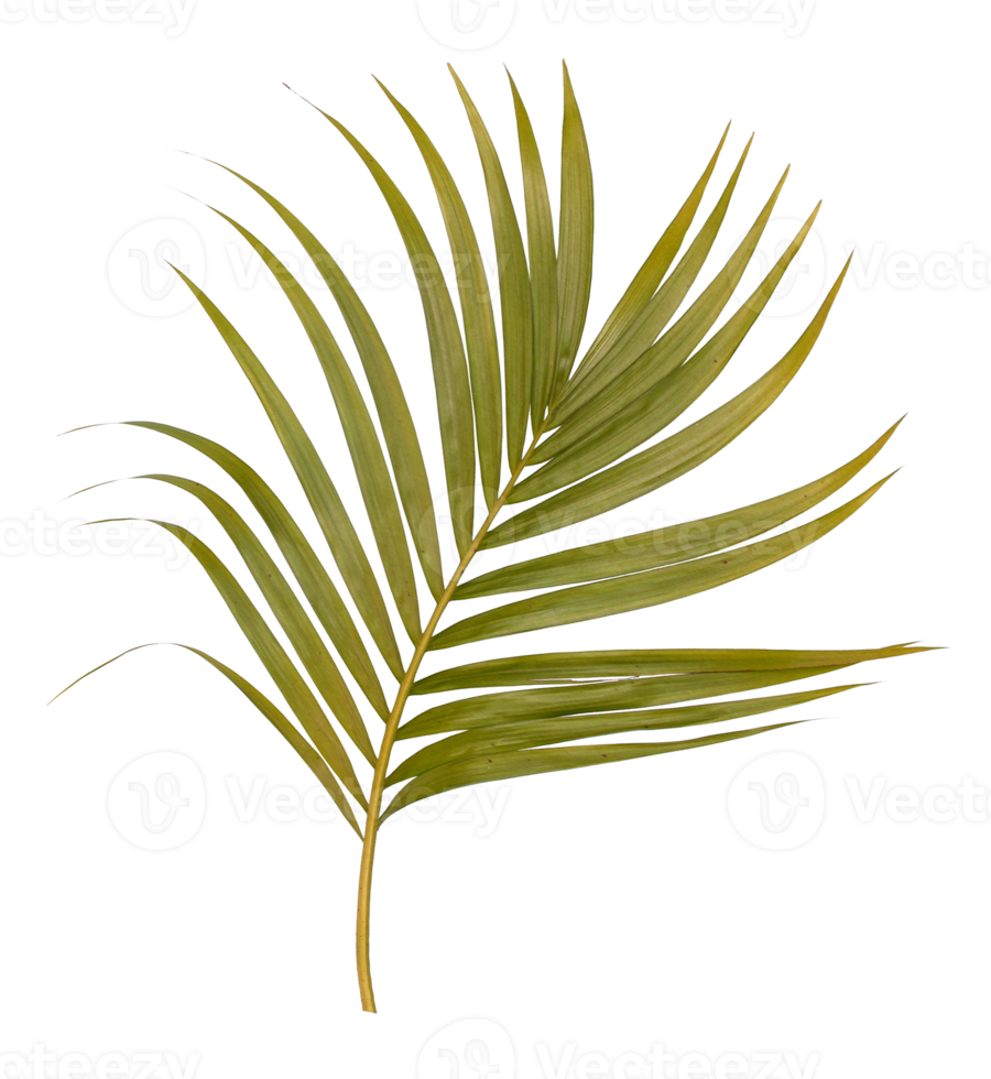 Green leaf of palm tree isolated on transparent  background png file