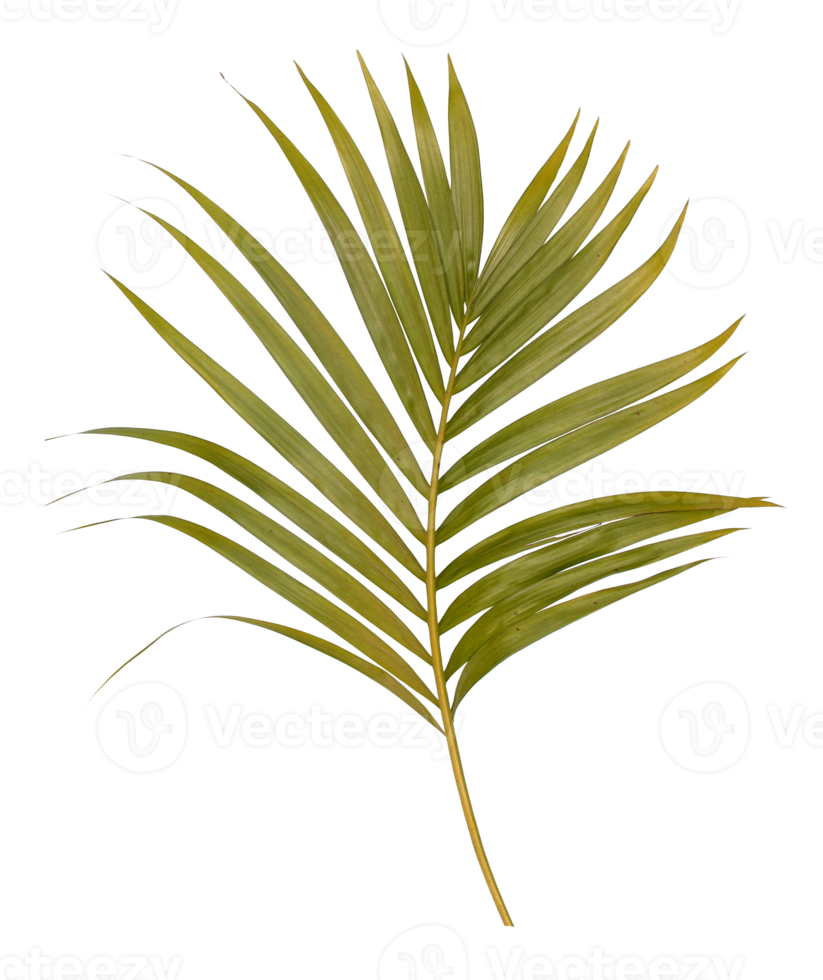 Green leaf of palm tree isolated on transparent  background png file