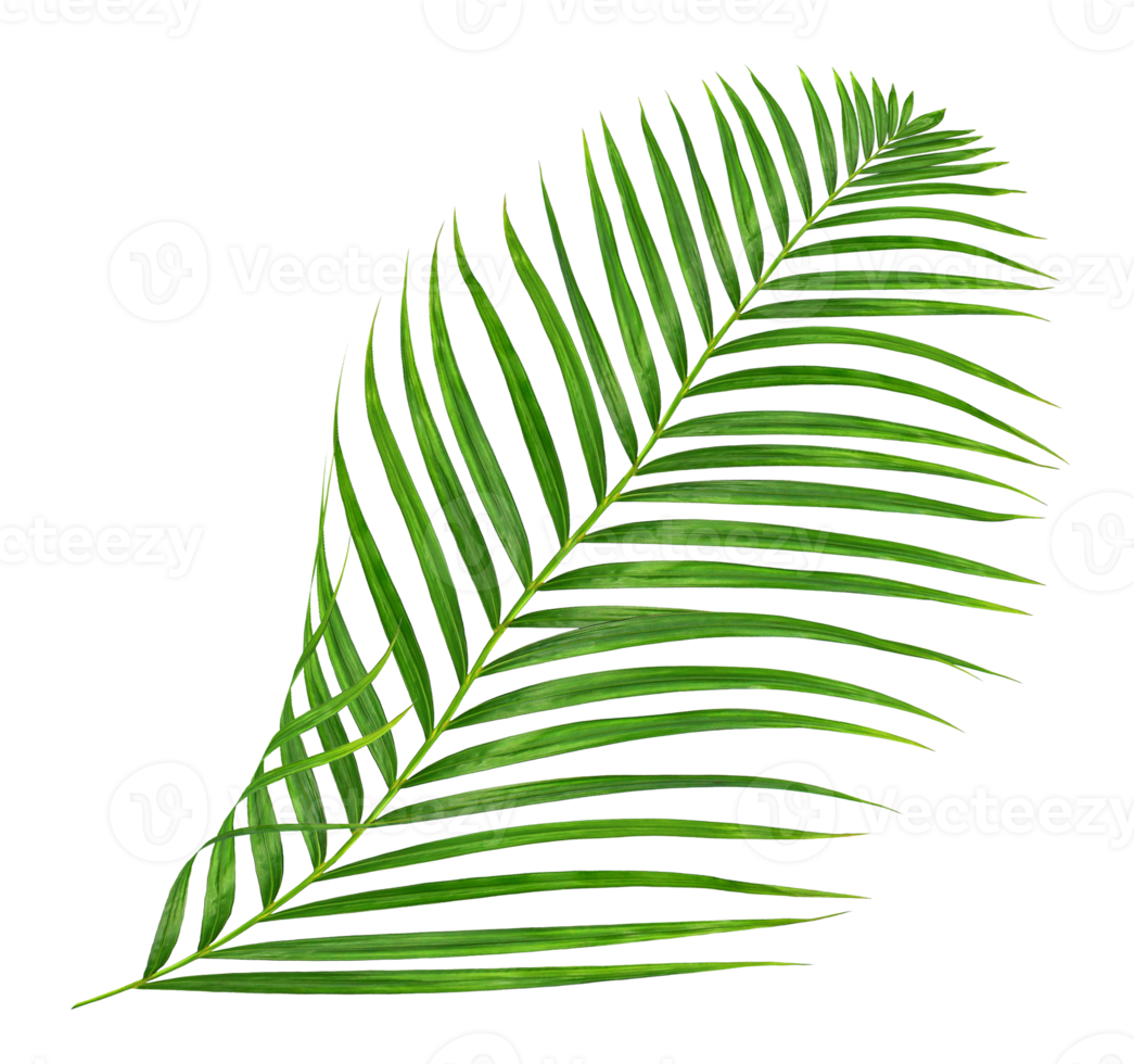 Green leaves of palm tree isolated on transparent background png file