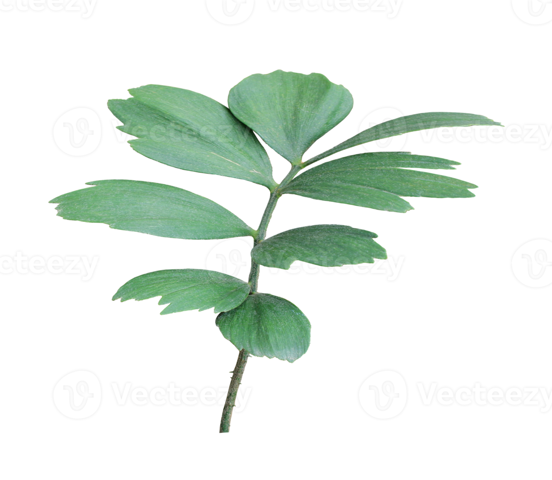 grünes blatt der palme lokalisiert auf transparentem hintergrund png-datei png