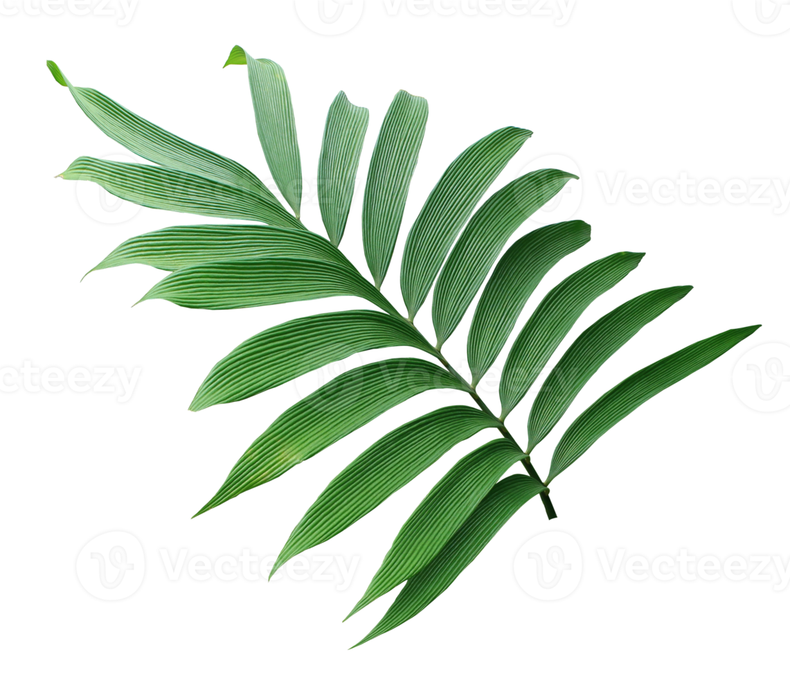 groen blad van palmboom geïsoleerd op transparante achtergrond png-bestand png
