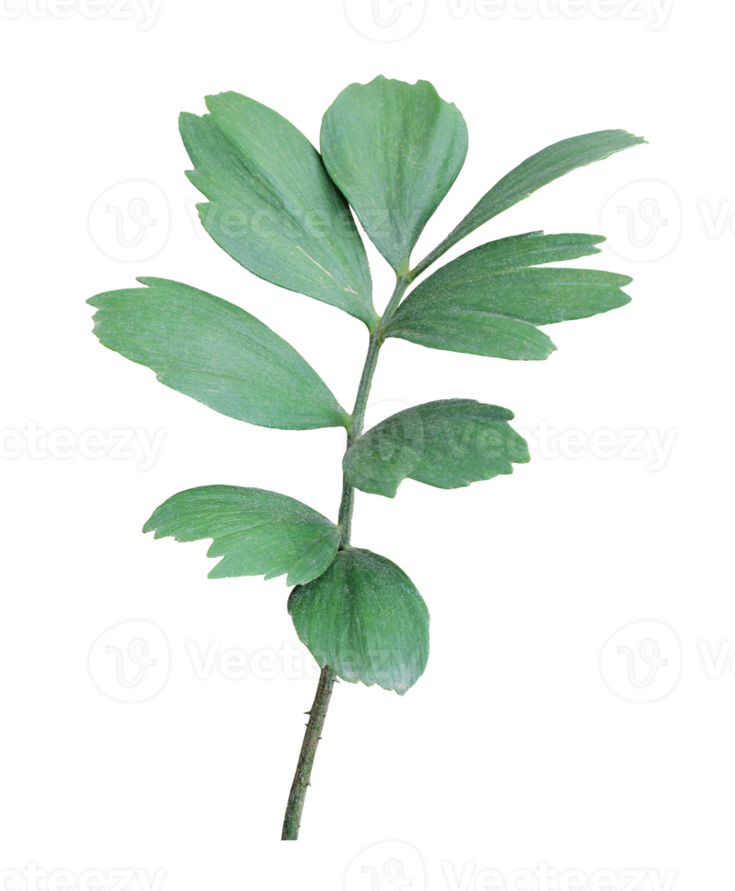 grünes blatt der palme lokalisiert auf transparentem hintergrund png-datei png