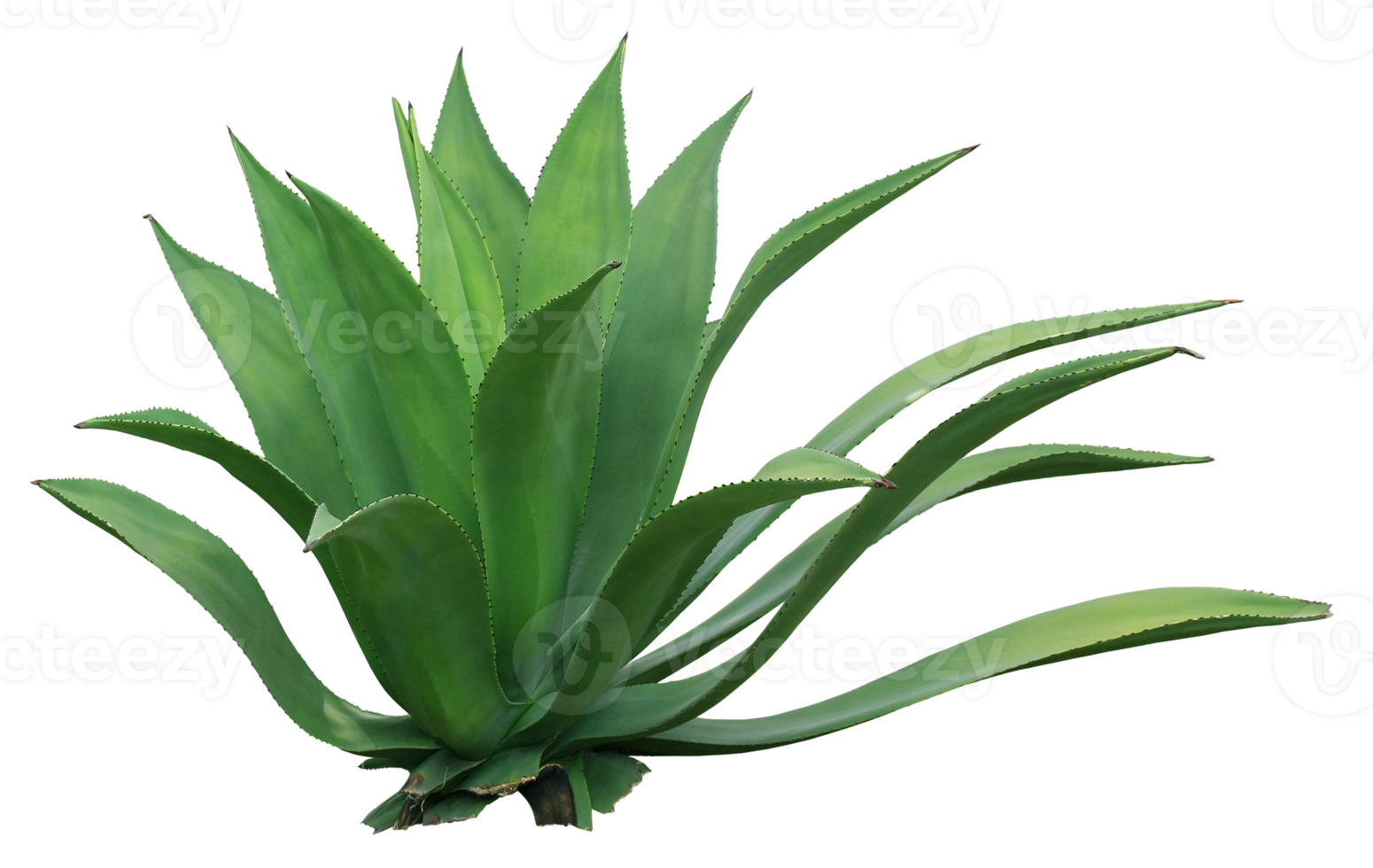 clump cactus palm tree leaf on transparent background png file
