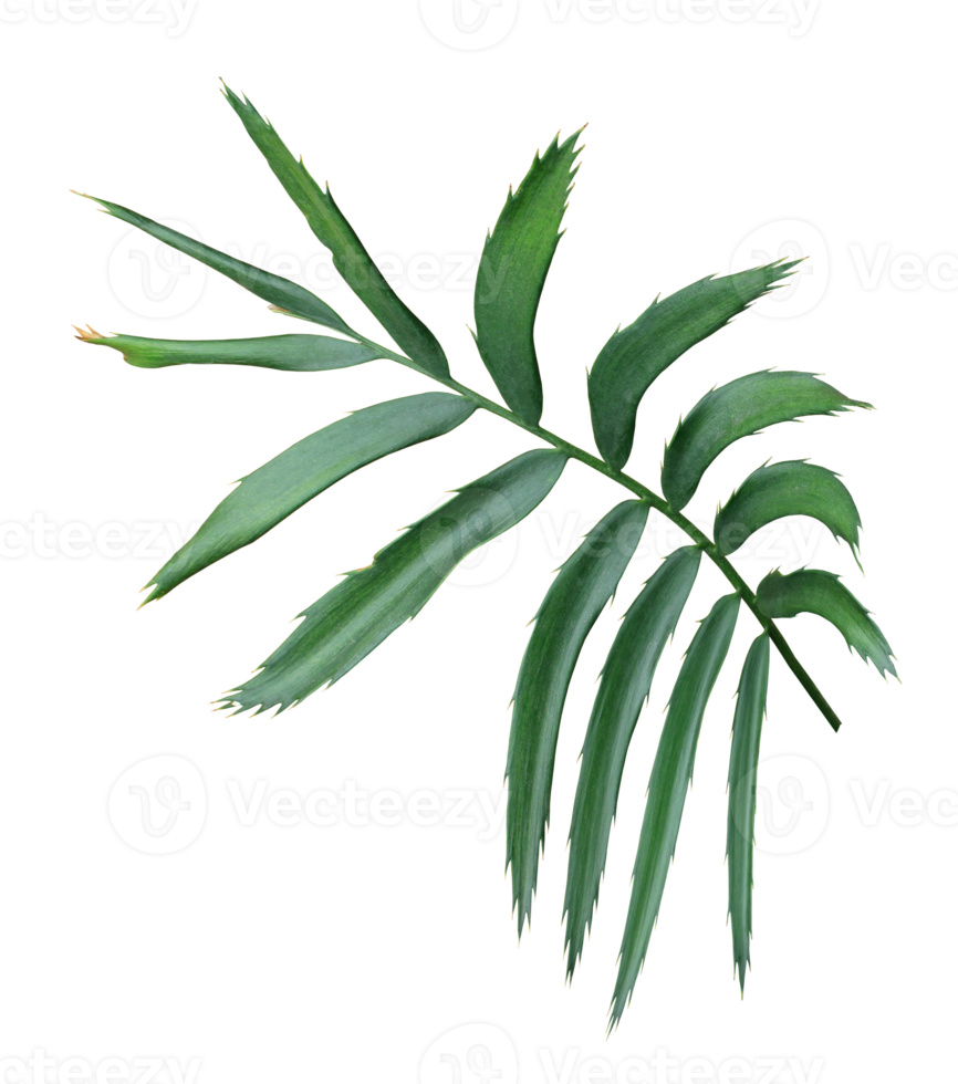 green leaf of palm tree isolated on white background png