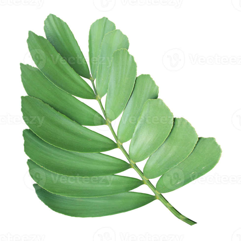 clump palm tree leaf on transparent background png file