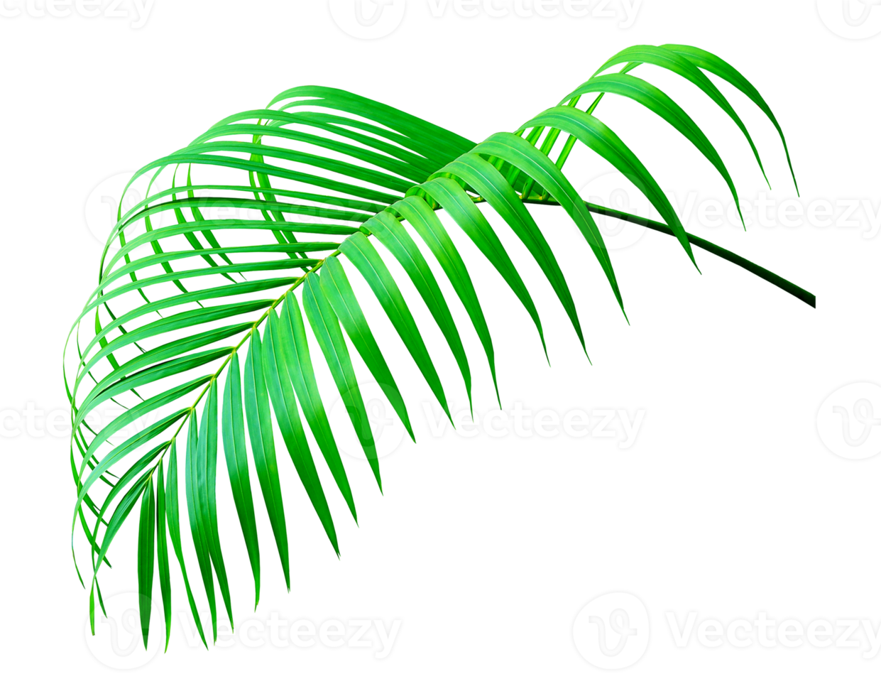 green palm leaf on transparent background png file