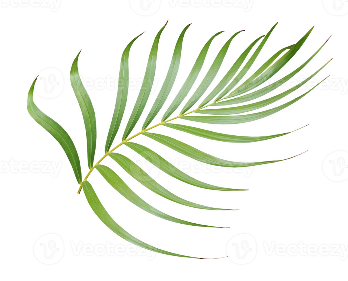 foglia di palma verde tropicale isolata su trasparente per file png di sfondo estivo