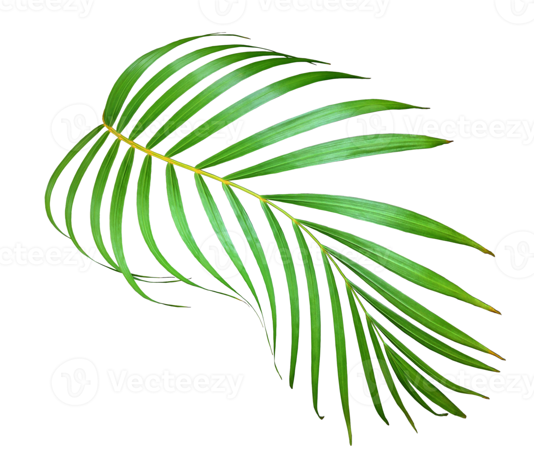 palm tree leaf on transparent background png file