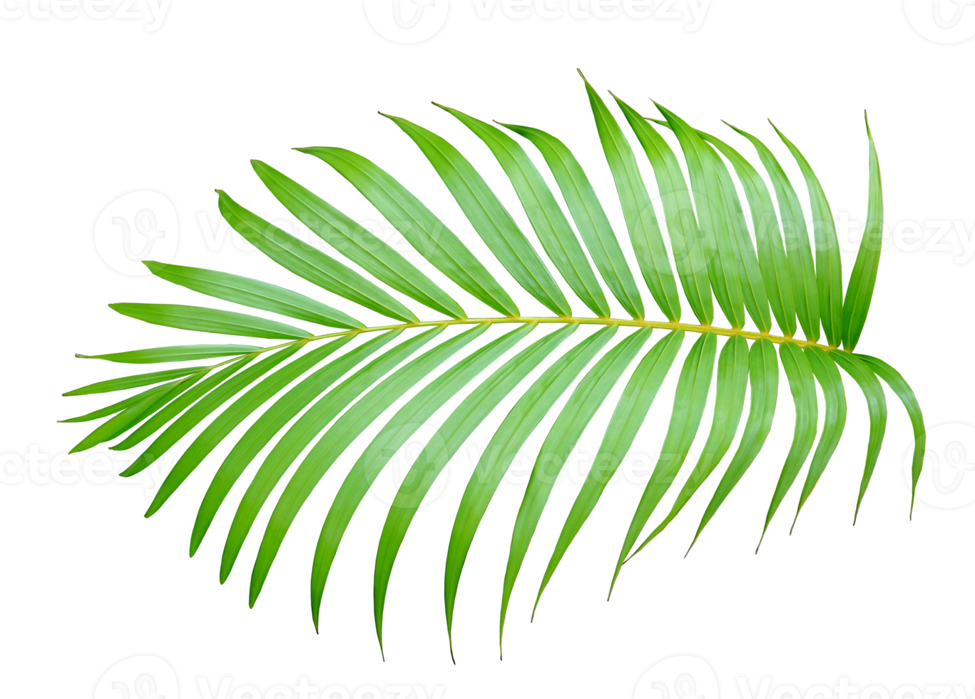 palm tree leaf on transparent background png file