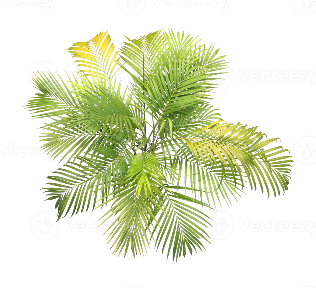 green leaves of palm tree on transparent background png file