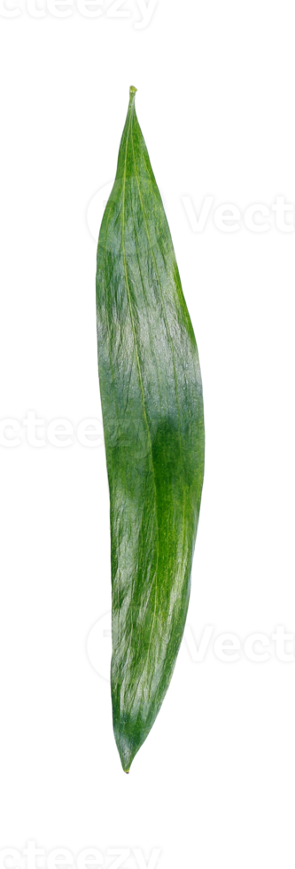 green leaf isolated on transparent background png file