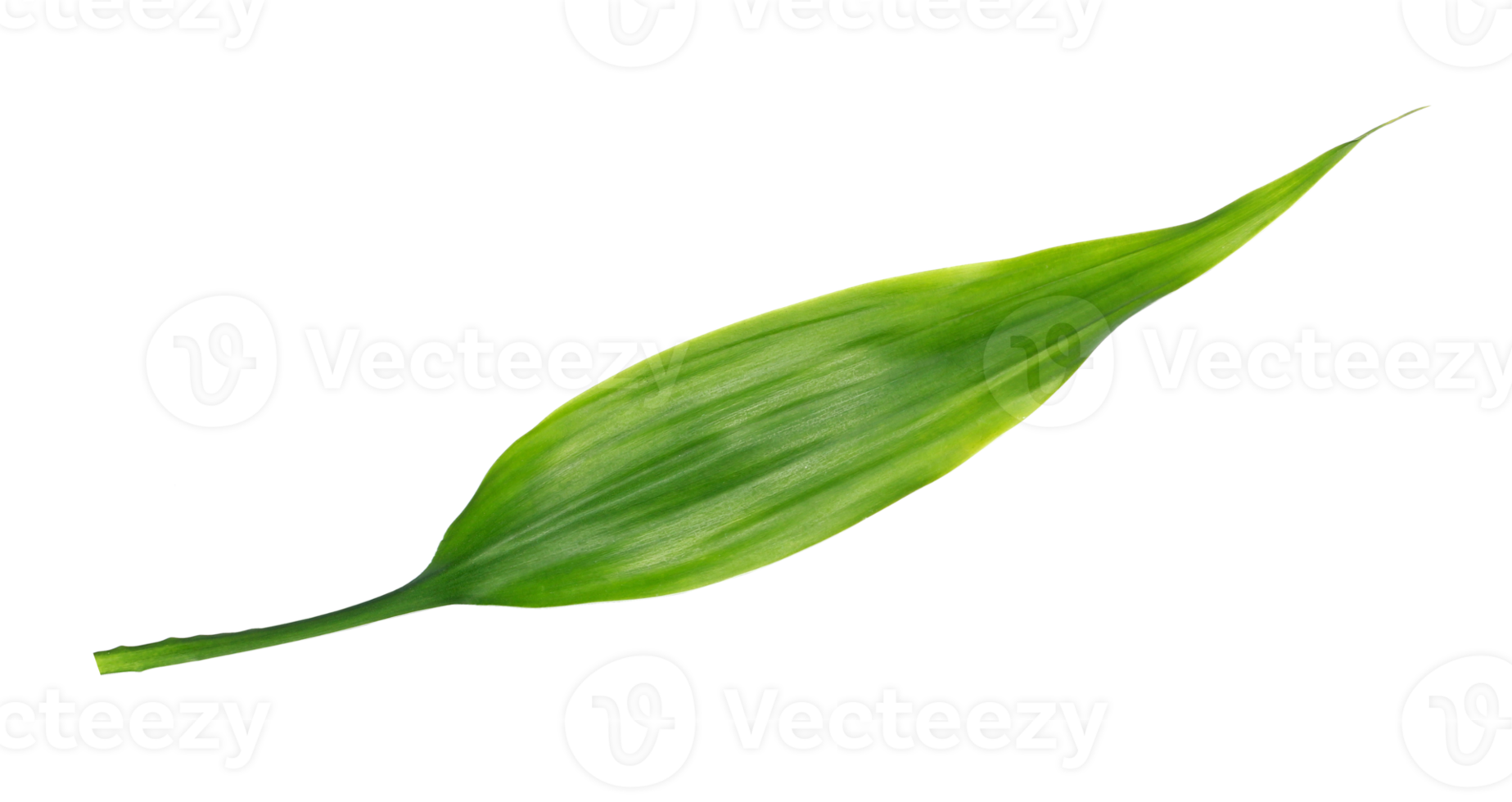 green leaf isolated on transparent background png file