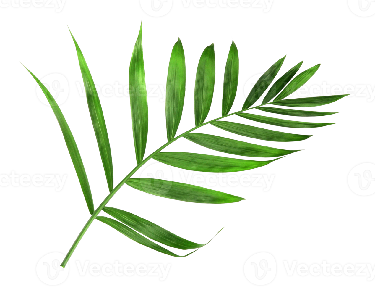 tropisk natur grönt palmblad isolerad på transparent mönster bakgrund png-fil png