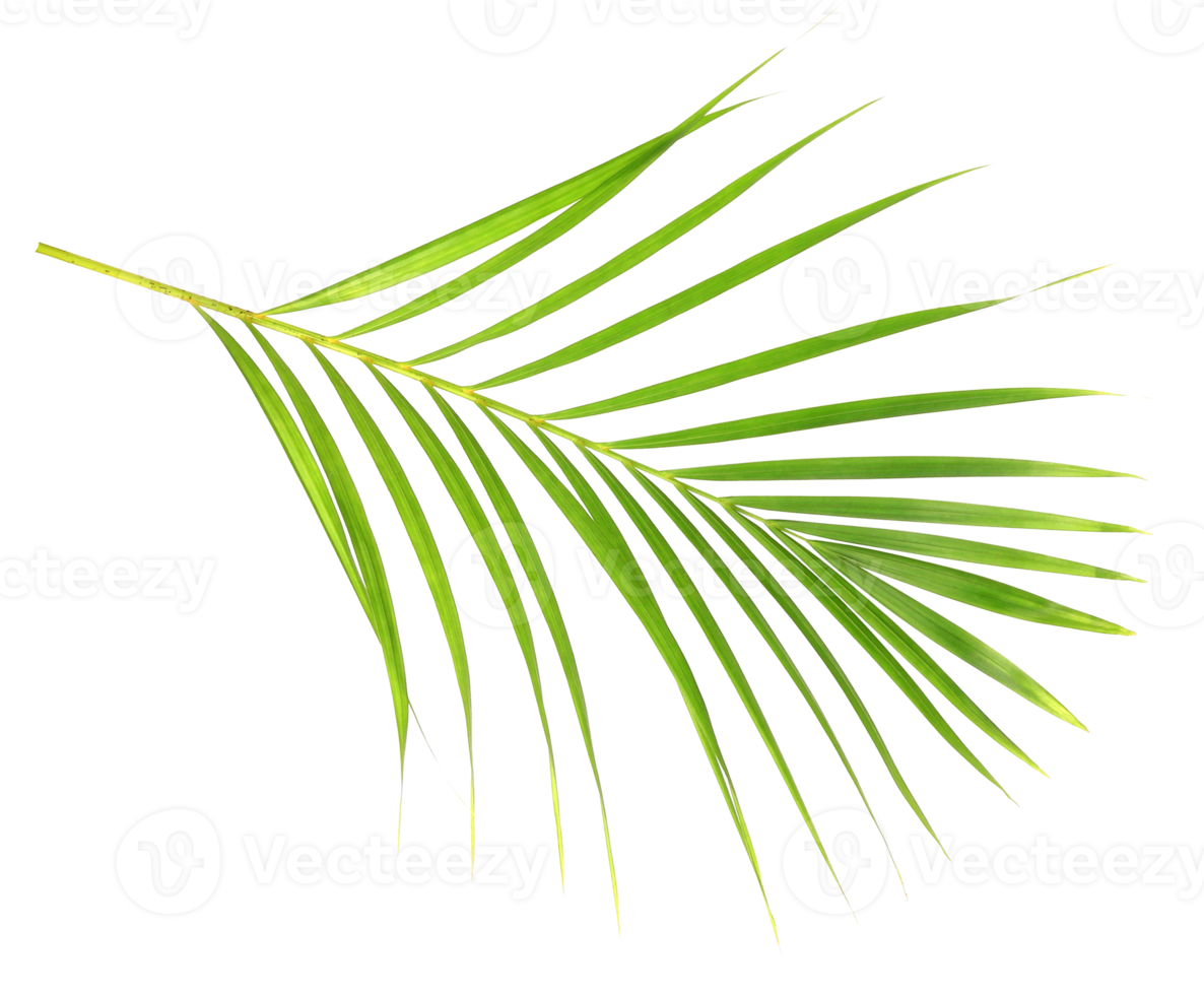 feuille de palmier vert nature tropicale isolé sur fond transparent fichier png